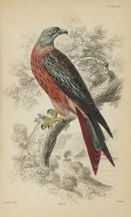 Framed Print : 1835 Antique Art Biology Bird Birds Classification Framed Print : 1835 Antique Art Biology Bird Birds Classification