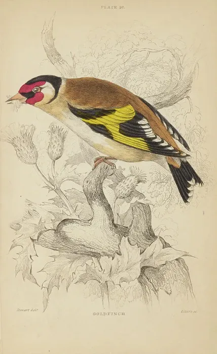 Framed Print : 1835 Antique Art Biology Bird Birds Classification Framed Print : 1835 Antique Art Biology Bird Birds Classification