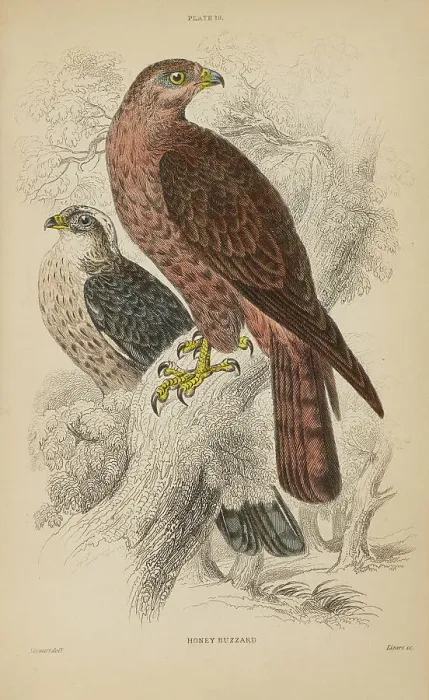 Framed Print : 1835 Antique Art Biology Bird Birds Classification Framed Print : 1835 Antique Art Biology Bird Birds Classification