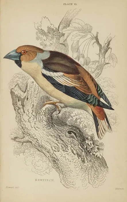 Framed Print : 1835 Antique Art Biology Bird Birds Classification Framed Print : 1835 Antique Art Biology Bird Birds Classification