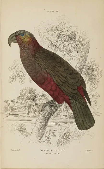 Framed Print : 1835 Antique Art Biology Bird Birds Classification