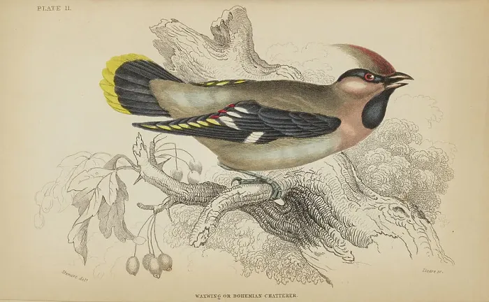 Framed Print : 1835 Antique Art Biology Bird Birds Classification Framed Print : 1835 Antique Art Biology Bird Birds Classification