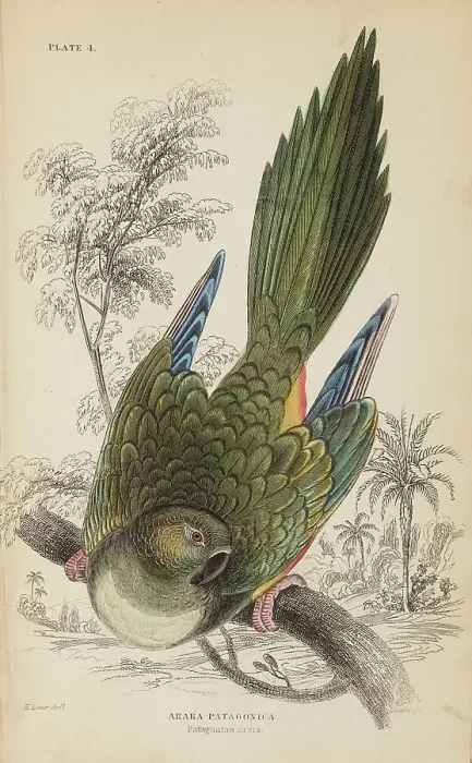 Framed Print : 1835 Antique Art Biology Bird Birds Classification