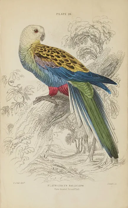 Framed Print : 1835 Antique Art Biology Bird Birds Classification Framed Print : 1835 Antique Art Biology Bird Birds Classification