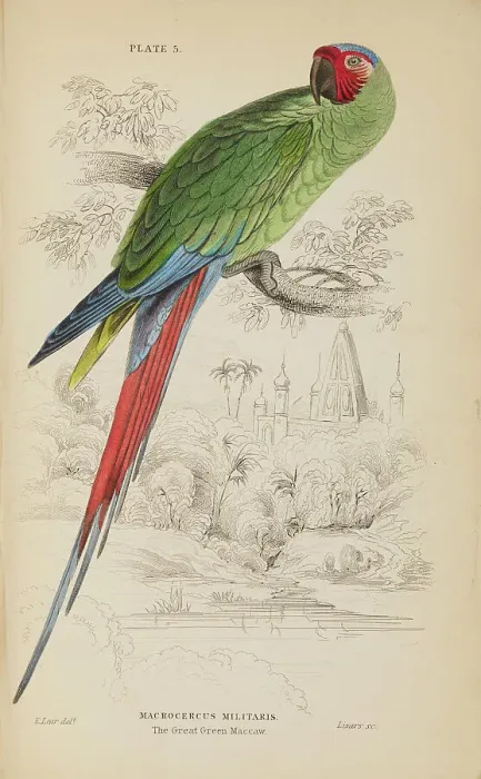 Framed Print : 1835 Antique Art Biology Bird Birds Classification Framed Print : 1835 Antique Art Biology Bird Birds Classification