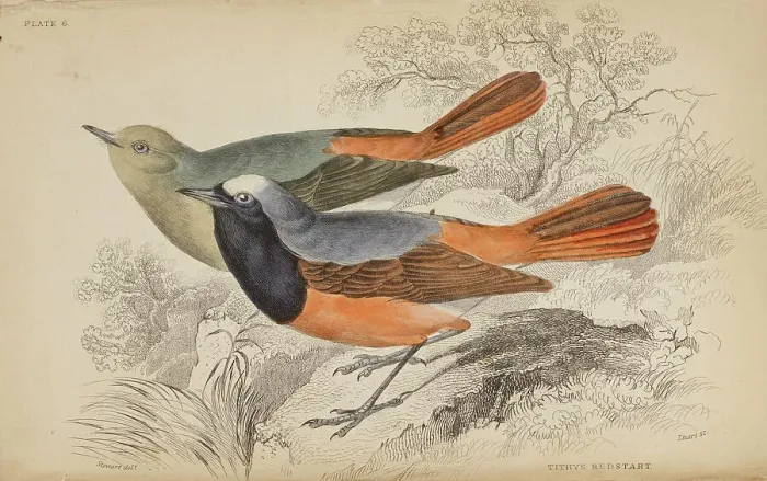 Framed Print : 1835 Antique Art Biology Bird Birds Classification