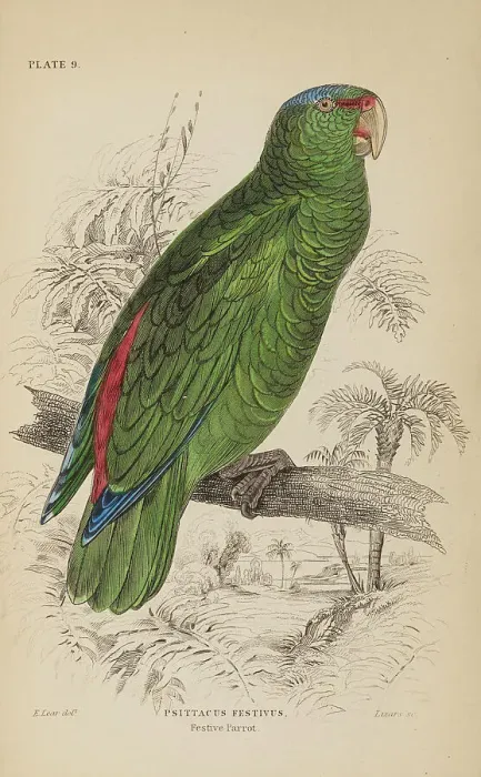 Framed Print : 1835 Antique Art Biology Bird Birds Classification Framed Print : 1835 Antique Art Biology Bird Birds Classification