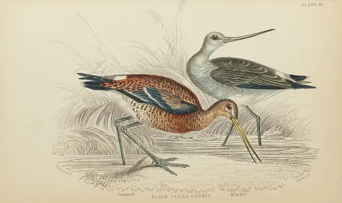 Framed Print : 1835 Antique Art Biology Bird Birds Classification