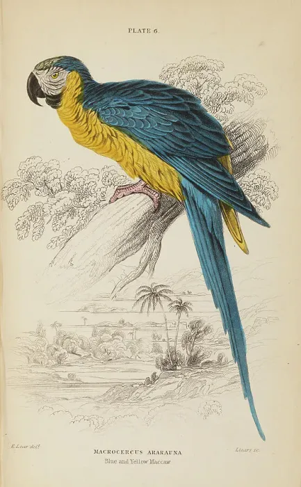 Framed Print : 1835 Antique Art Biology Bird Birds Classification Framed Print : 1835 Antique Art Biology Bird Birds Classification