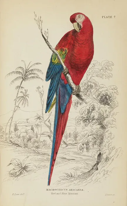 Framed Print : 1835 Antique Art Biology Bird Birds Classification