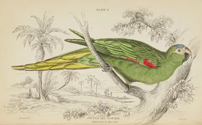 Framed Print : 1835 Antique Art Biology Bird Birds Classification Framed Print : 1835 Antique Art Biology Bird Birds Classification