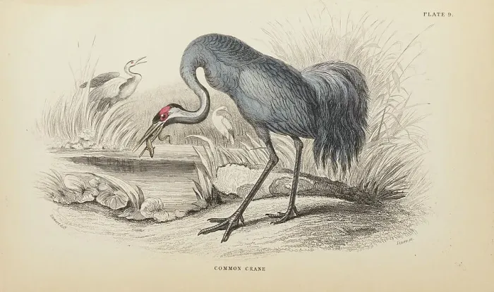 Framed Print : 1835 Antique Art Biology Bird Birds Classification Framed Print : 1835 Antique Art Biology Bird Birds Classification