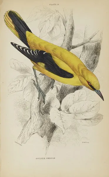 Golden Oriole Engraving from 1835 Antique Ornithology Print. Art