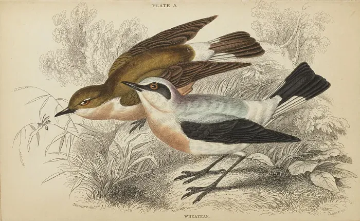 Framed Print : 1835 Antique Art Biology Bird Birds Classification Framed Print : 1835 Antique Art Biology Bird Birds Classification