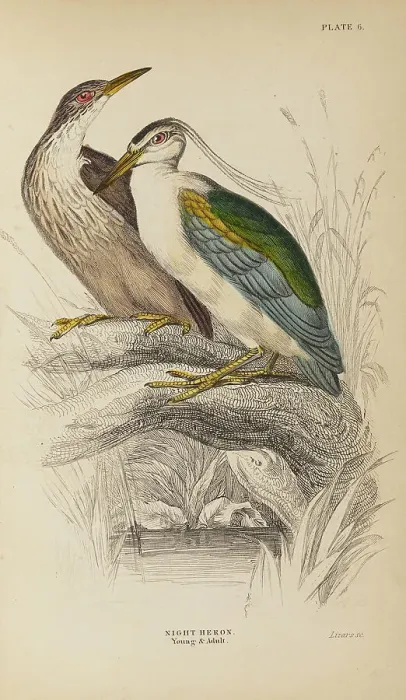 Framed Print : 1835 Antique Art Biology Bird Birds Classification