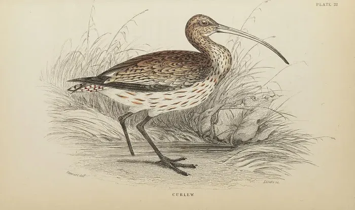 Framed Print : 1835 Antique Art Biology Bird Birds Classification Framed Print : 1835 Antique Art Biology Bird Birds Classification