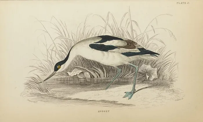 Framed Print : 1835 Antique Art Biology Bird Birds Classification Framed Print : 1835 Antique Art Biology Bird Birds Classification