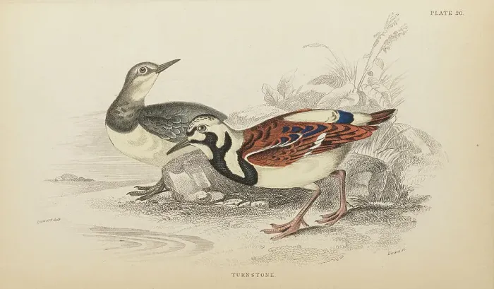 Framed Print : 1835 Antique Art Biology Bird Birds Classification