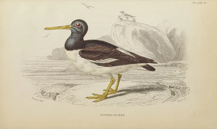 Framed Print : 1835 Antique Art Biology Bird Birds Classification Framed Print : 1835 Antique Art Biology Bird Birds Classification