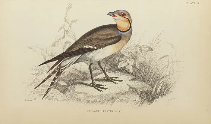 Framed Print : 1835 Antique Art Biology Bird Birds Classification