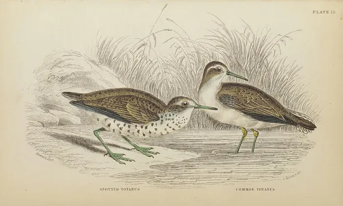Framed Print : 1835 Antique Art Biology Bird Birds Classification