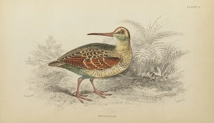 Framed Print : 1835 Antique Art Biology Bird Birds Classification
