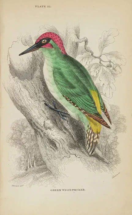 Framed Print : 1835 Antique Art Biology Bird Birds Classification Framed Print : 1835 Antique Art Biology Bird Birds Classification
