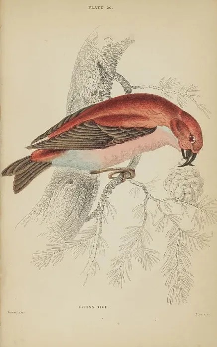 Framed Print : 1835 Antique Art Biology Bird Birds Classification Framed Print : 1835 Antique Art Biology Bird Birds Classification