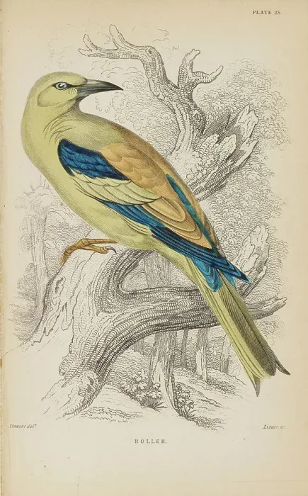 Framed Print : 1835 Antique Art Biology Bird Birds Classification Framed Print : 1835 Antique Art Biology Bird Birds Classification