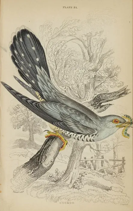 Framed Print : 1835 Antique Art Biology Bird Birds Classification