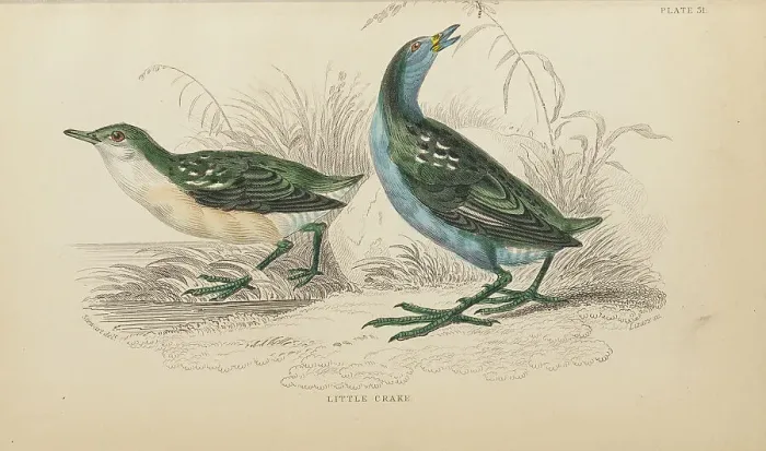 Framed Print : 1835 Antique Art Biology Bird Birds Classification