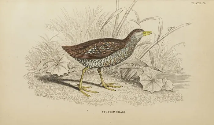 Framed Print : 1835 Antique Art Biology Bird Birds Classification