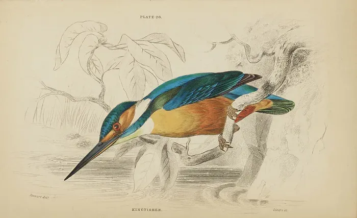 Framed Print : 1835 Antique Art Biology Bird Birds Classification Framed Print : 1835 Antique Art Biology Bird Birds Classification