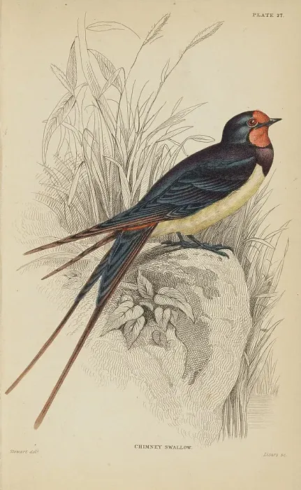 Framed Print : 1835 Antique Art Biology Bird Birds Classification
