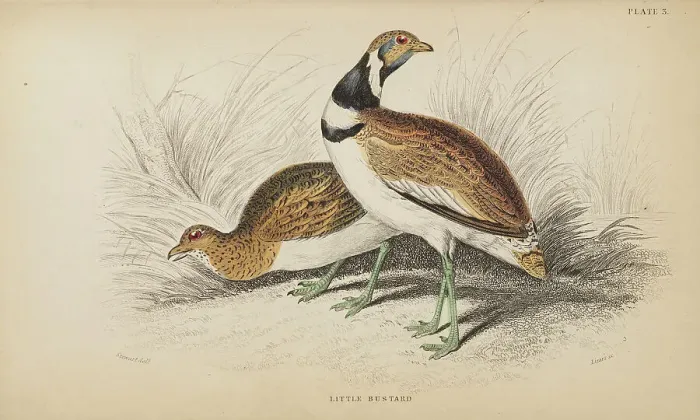 Framed Print : 1835 Antique Art Biology Bird Birds Classification