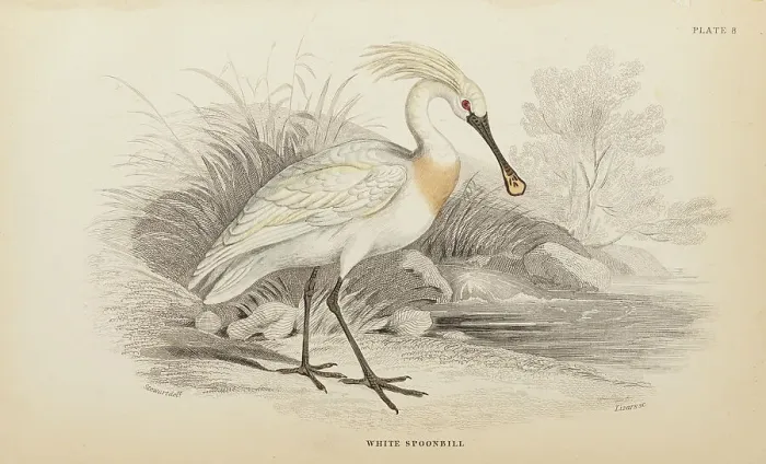 Framed Print : 1835 Antique Art Biology Bird Birds Classification