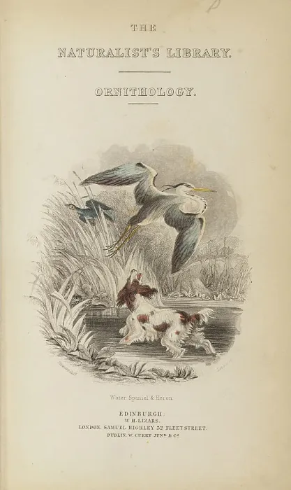 Framed Print : 1835 Antique Art Biology Bird Birds Classification Framed Print : 1835 Antique Art Biology Bird Birds Classification