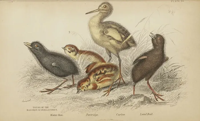 Framed Print : 1835 Antique Art Biology Bird Birds Classification Framed Print : 1835 Antique Art Biology Bird Birds Classification