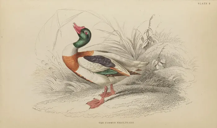 Framed Print : 1835 Antique Art Biology Bird Birds Classification Framed Print : 1835 Antique Art Biology Bird Birds Classification