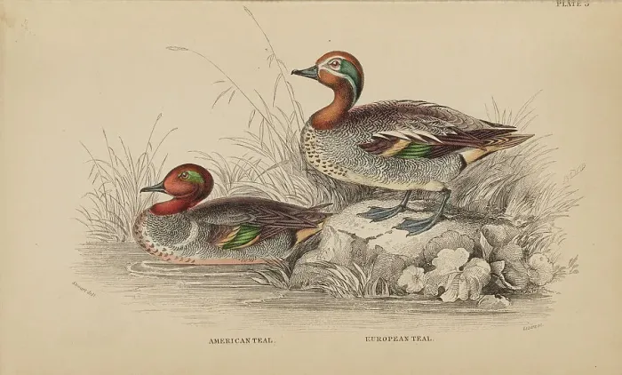 Framed Print : 1835 Antique Art Biology Bird Birds Classification Framed Print : 1835 Antique Art Biology Bird Birds Classification