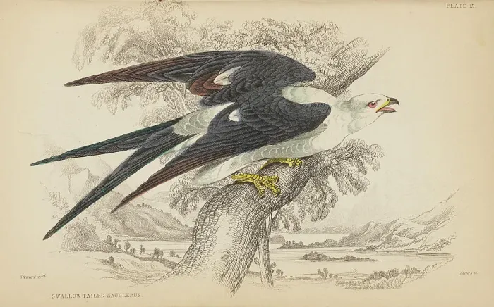 Framed Print : 1835 Antique Art Biology Bird Birds Classification