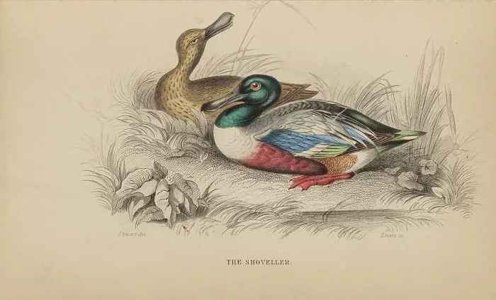 Framed Print : 1835 Antique Art Biology Bird Birds Classification Framed Print : 1835 Antique Art Biology Bird Birds Classification