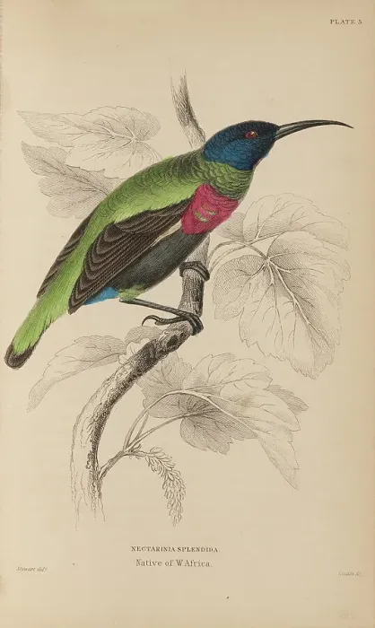 Framed Print : 1835 Antique Art Biology Bird Birds Classification Framed Print : 1835 Antique Art Biology Bird Birds Classification