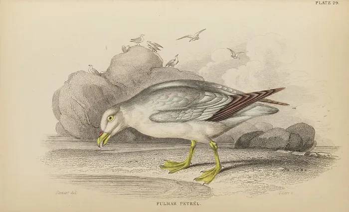 Framed Print : 1835 Antique Art Biology Bird Birds Classification