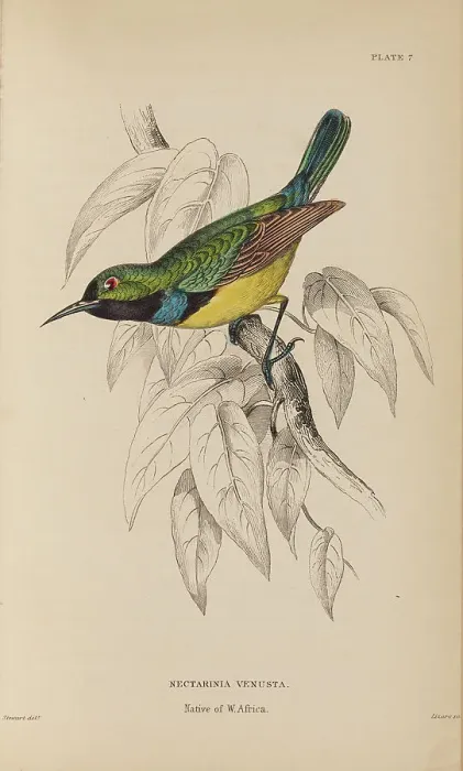 Framed Print : 1835 Antique Art Biology Bird Birds Classification Framed Print : 1835 Antique Art Biology Bird Birds Classification