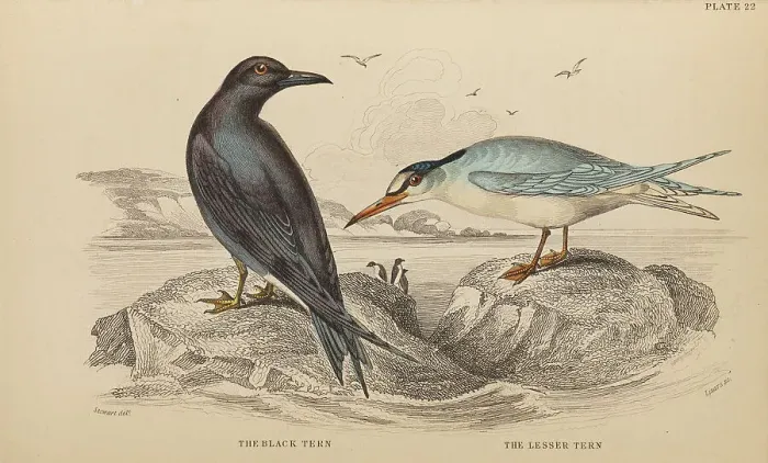 Framed Print : 1835 Antique Art Biology Bird Birds Classification