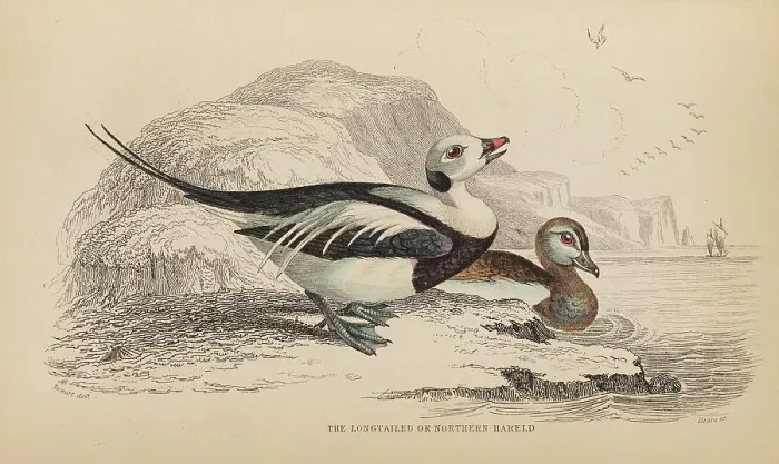 Framed Print : 1835 Antique Art Biology Bird Birds Classification