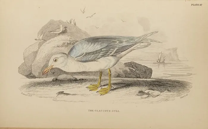 Framed Print : 1835 Antique Art Biology Bird Birds Classification Framed Print : 1835 Antique Art Biology Bird Birds Classification