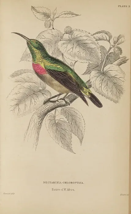 Framed Print : 1835 Antique Art Biology Bird Birds Classification