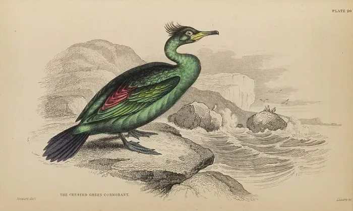 Framed Print : 1835 Antique Art Biology Bird Birds Classification Framed Print : 1835 Antique Art Biology Bird Birds Classification